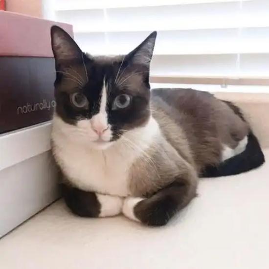 雪鞋猫脱肛如何治疗 直肠脱治疗方法