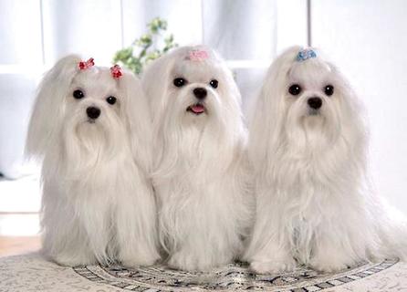 十分心爱的马尔济斯犬几钱一只？瞅完你便领会了! 