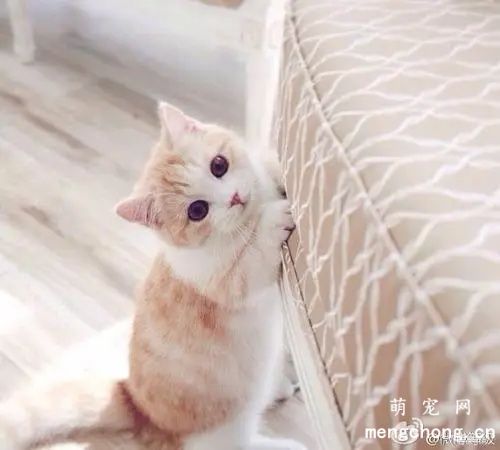 饲养宠物猫必备常用药有哪些？