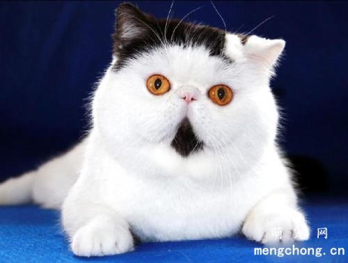 饲养宠物猫必备常用药有哪些？