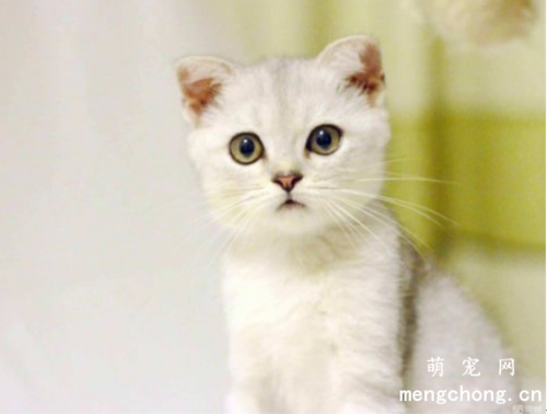饲养猫咪需要哪些营养物质？