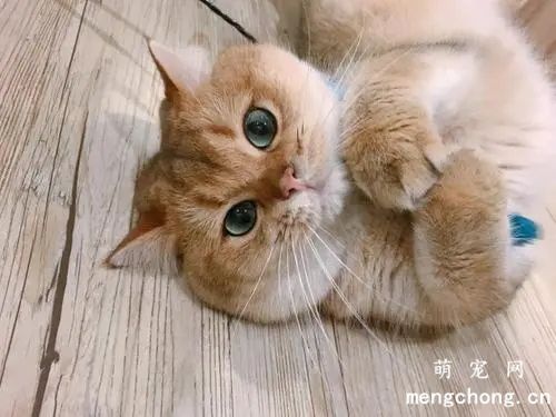 香水百合对猫咪的影响