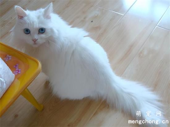 高地猫为啥养的人不多？