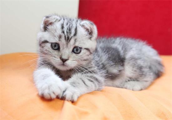 高地猫是什么品种？
