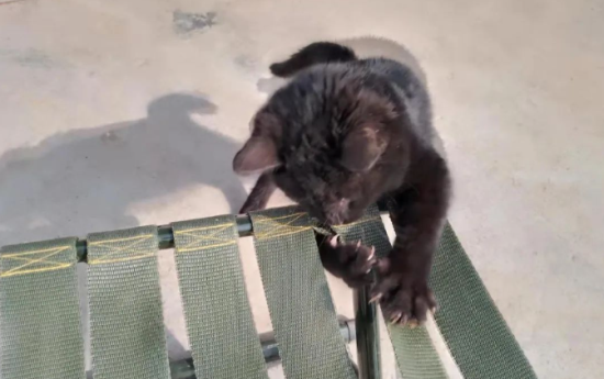 高情商的猫咪会有哪些行为表现