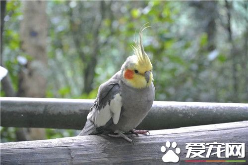 鸡尾鹦鹉练习 最佳固定一部分独自驯良