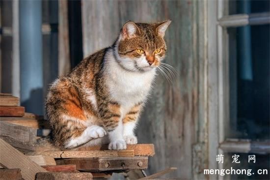 鸡胸肉怎么煮给猫咪吃