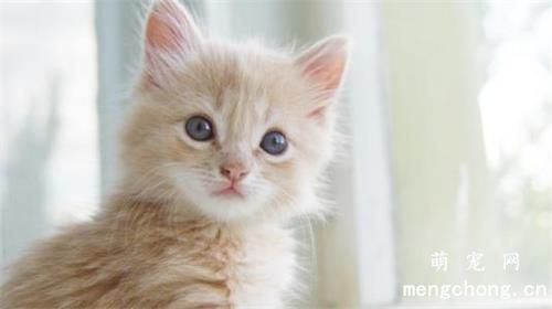 鸡胸肉猫咪多久吃一次