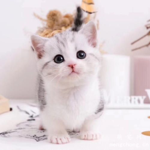 鸡胸肉给猫咪吃怎么做?