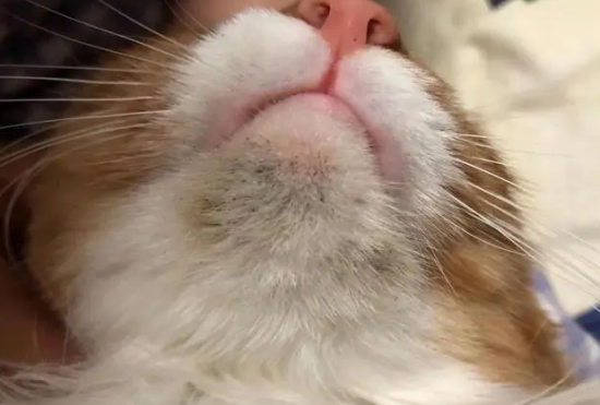黑下巴猫咪怎么治