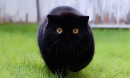黑猫的寓意及象征