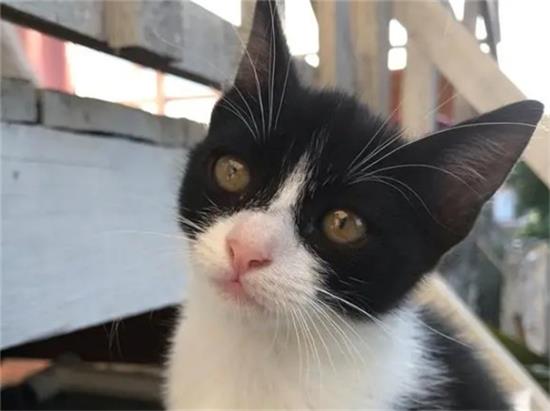 黑白阴阳脸猫好不好