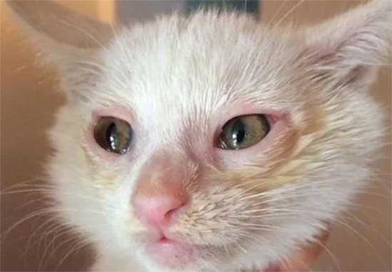 鼻支猫咪症状