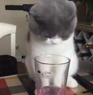 20岁老猫依然萌如小奶猫！保持猫咪童颜的秘诀只是简单一件事(图8)