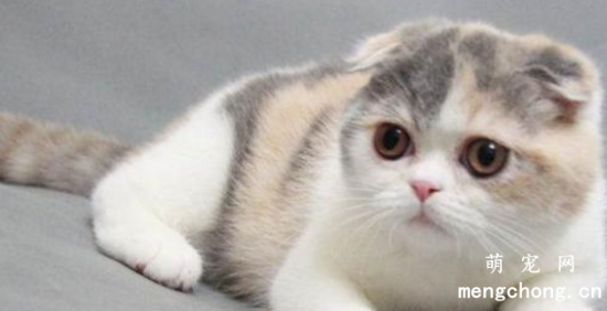 2个月的小猫咪拉稀是怎么回事