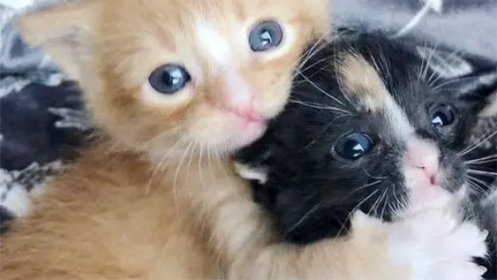 2只小奶猫，刚出生就被抛弃，相依为命直到遇到新主人！