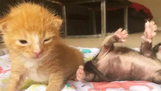2只小奶猫，刚出生就被抛弃，相依为命直到遇到新主人！