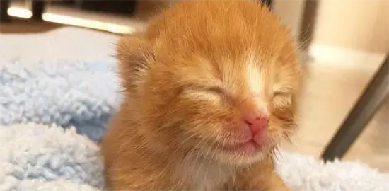 2只小奶猫，刚出生就被抛弃，相依为命直到遇到新主人！
