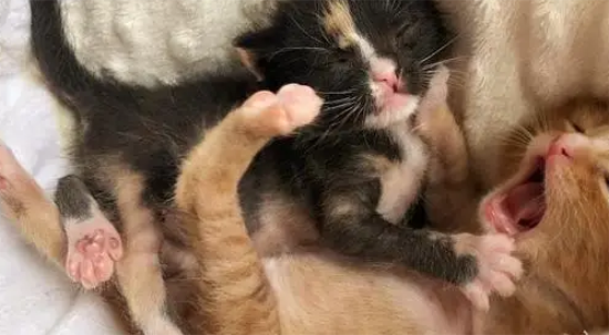 2只小奶猫，刚出生就被抛弃，相依为命直到遇到新主人！
