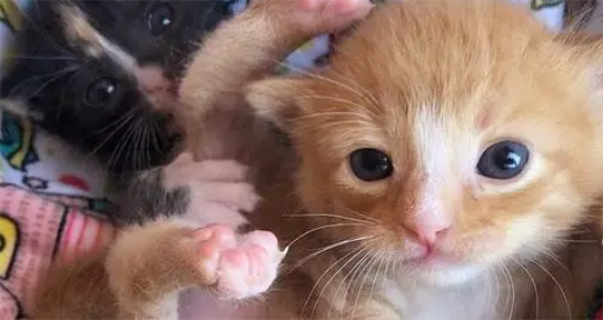 2只小奶猫，刚出生就被抛弃，相依为命直到遇到新主人！