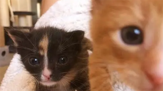 2只小奶猫，刚出生就被抛弃，相依为命直到遇到新主人！