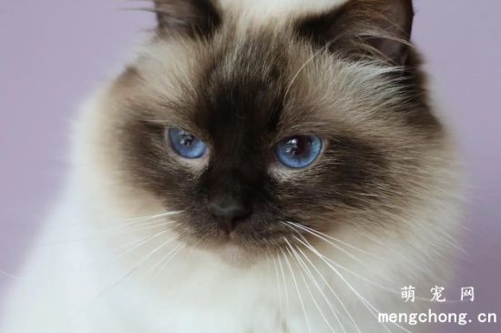 7个最适合女生养的宠物猫，温顺又可爱！