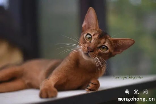 7个最适合女生养的宠物猫，温顺又可爱！