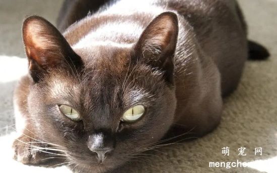 7个最适合女生养的宠物猫，温顺又可爱！