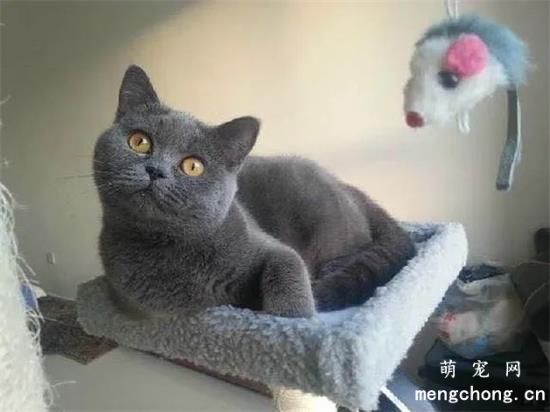 7种常见宠物猫的市场价格，看看你买贵了吗？
