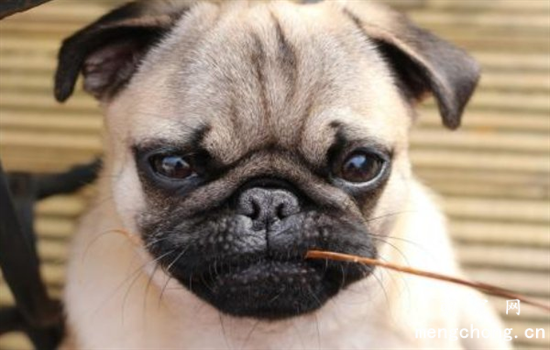 ​中国国犬是什么狗