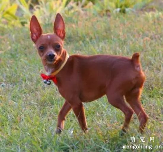 ​小鹿犬几个月训练大小便？