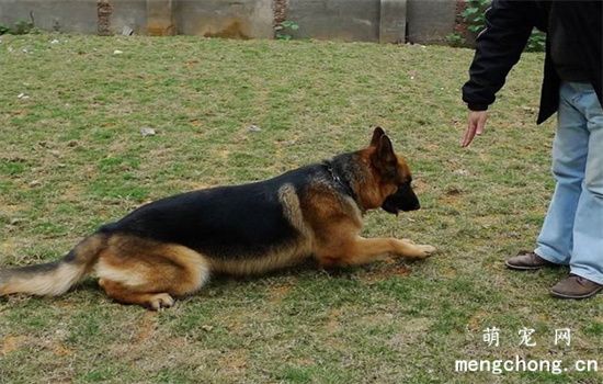 怎么训练狗狗坐下和握手