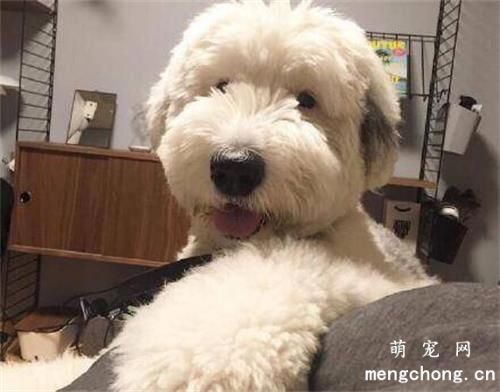 ​狗狗软骨素和钙片的区别