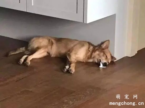 狗狗食物中毒的表现怎么办