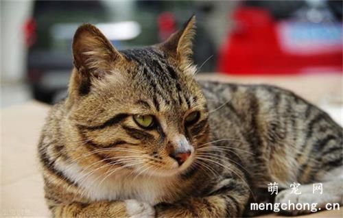 狸花猫幼猫怎么看品相