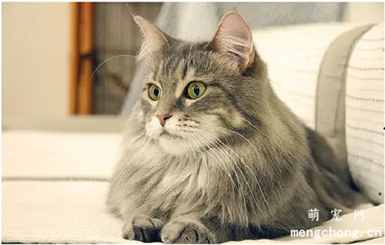 ​缅因猫什么颜色最贵