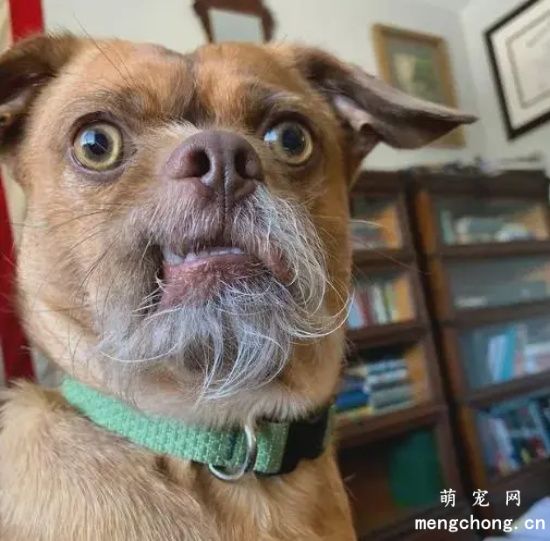 ​胡子狗是什么品种