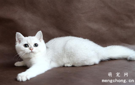 英短银渐层属于什么档次的猫