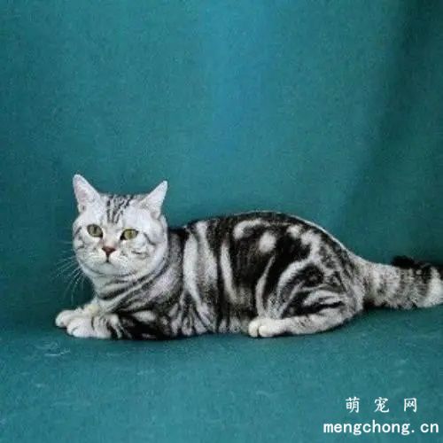 ​虎斑和狸花猫怎么区分
