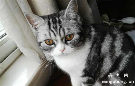 ​虎斑猫纯不纯怎么区别