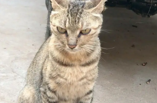“掘金”宠物猫：男子辞职在家养猫，年赚近30万
