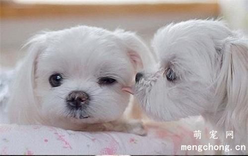 一个月的小奶狗可以洗澡吗 注意什么