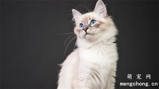 一些猫咪常见肿瘤病的表现临床鉴别诊断