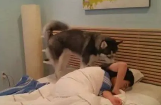 哈士奇