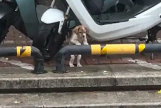一只小流浪狗趴在栏杆上，可怜兮兮的埋着头好像在哭