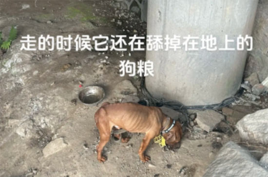 一只狗被拴在桥下面，已经瘦成了皮包骨！