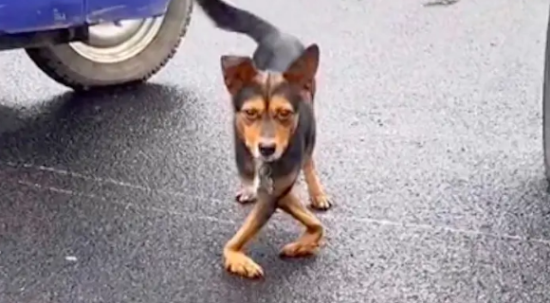  一只走猫步的流浪狗，很可怜又很想让人发笑！