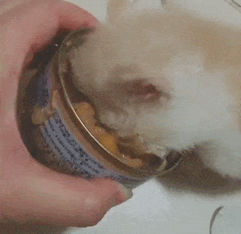 一生只吃干粮的猫是悲惨的！膨化粮加工揭秘，这样喂猫才正确(图6)