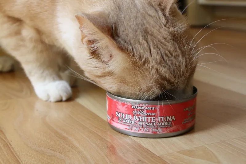 一生只吃干粮的猫是悲惨的！膨化粮加工揭秘，这样喂猫才正确(图8)