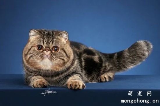 一线城市上海加菲猫多少钱一只？